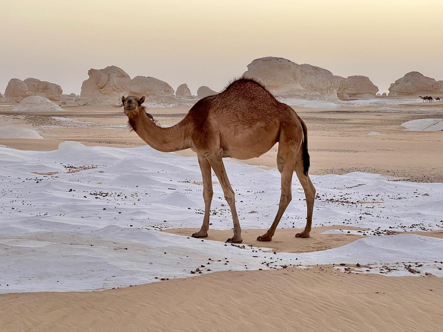 Matrouh Magic: Experience the Desert on a Camel - Choosing the Right Camel Tour Package